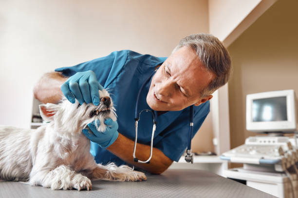 Best Mobile Emergency Dentist in Pleasant Hills, OH